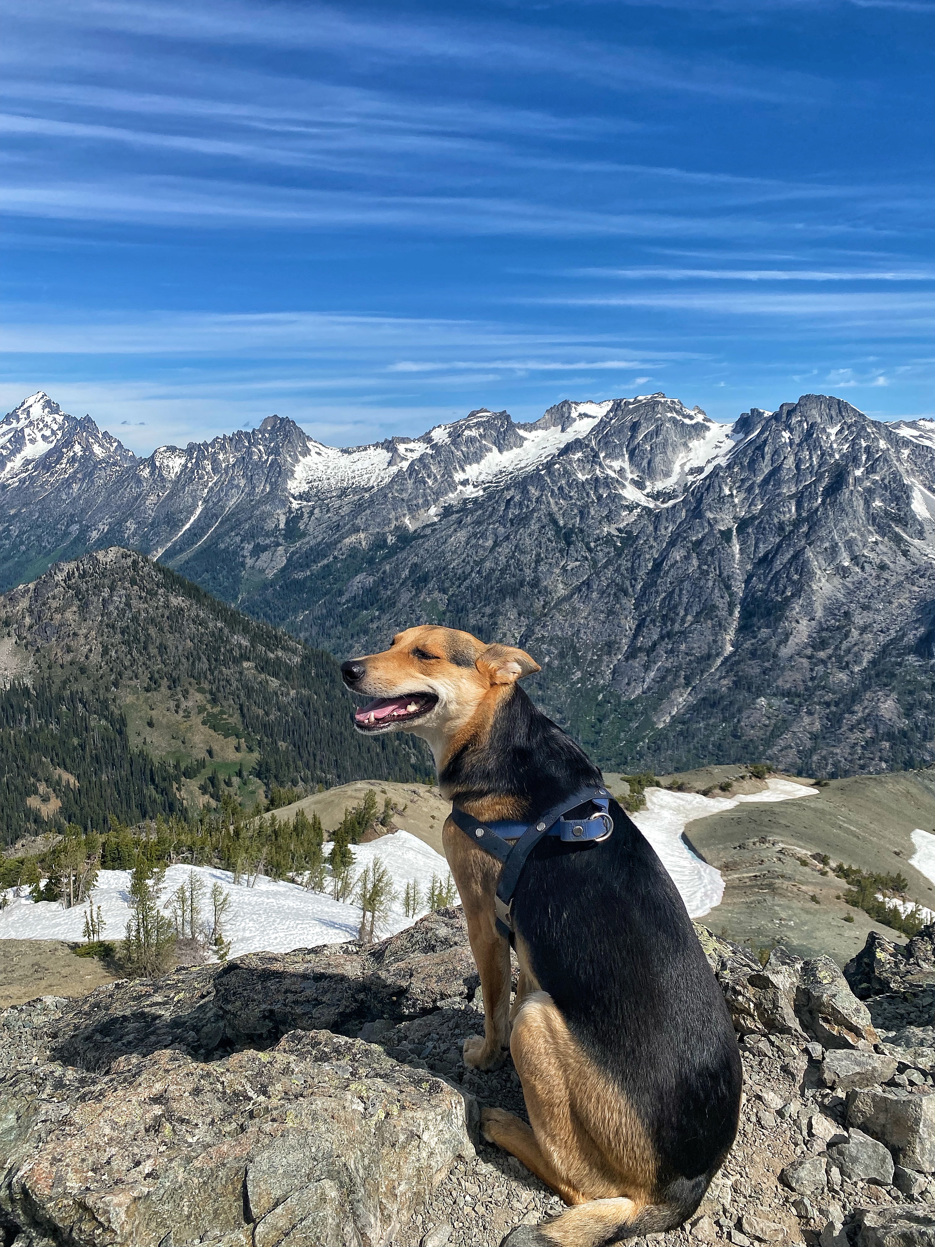 summits with dingo
